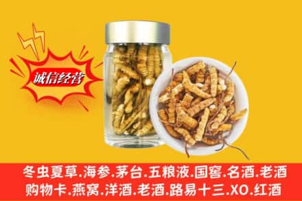 沧州市肃宁回收散虫草