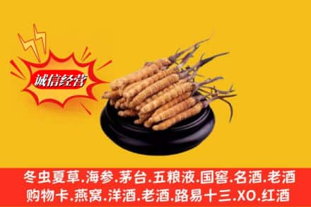 沧州市肃宁名酒回收冬虫夏草.jpg